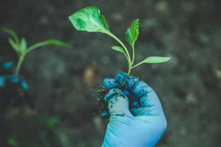 Pepper defective seedlings grow in spring. Selective focus. Nature.の写真素材