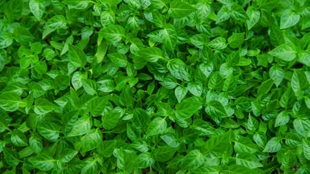 Pepper seedlings grow in spring. Selective focus. Nature.