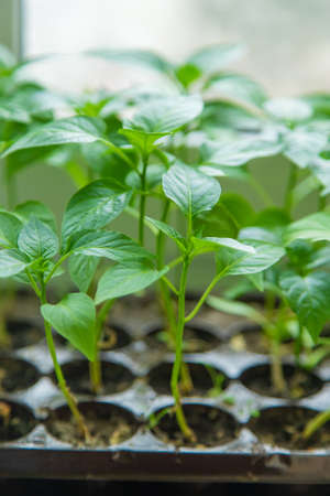 Pepper seedlings grow in spring. Selective focus. Nature.の写真素材