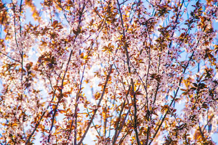 Blooming spring trees on the background of the sky. Selective focus. Nature.の写真素材
