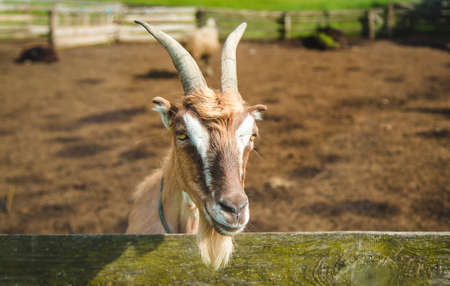 The goat on the farm looks into the frame. Selective focus. Nature.