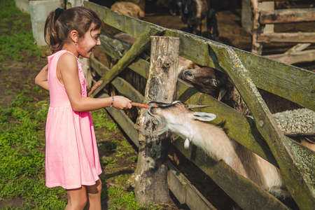The child feeds the goat on the farm. Selective focus. Nature.の写真素材