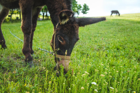 The donkey grazes on the farm. Selective focus. Nature.の写真素材