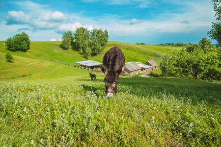 The donkey grazes on the farm. Selective focus. Nature.の写真素材