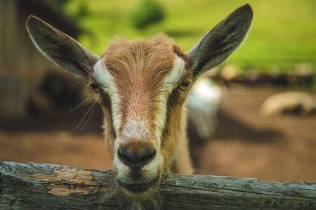 The goat on the farm looks into the frame. Selective focus. Nature.の写真素材