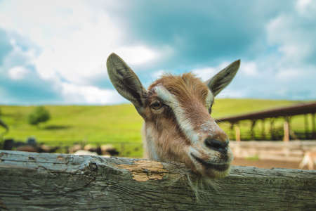 The goat on the farm looks into the frame. Selective focus. Nature.の写真素材