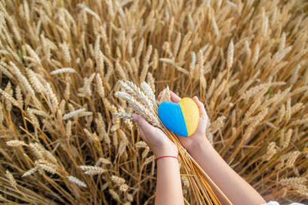 Child in a wheat field. In vyshyvanka, the concept of the Independence Day of Ukraine. Selective focus.の写真素材