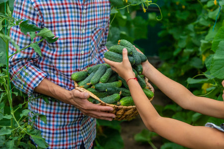 The child and father are holding cucumbers in their hands. Selective focus.の写真素材