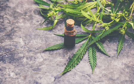 Cannabis herb and leaves for treatment broth, tincture, extract, oil. Selective focus.の写真素材
