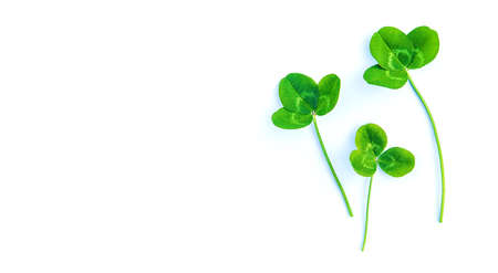 Clover leaves isolate on white background. St.Patrick's Day. selective focus. Nature.