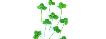 Clover leaves isolate on white background. St.Patrick's Day. selective focus. Nature.の写真素材