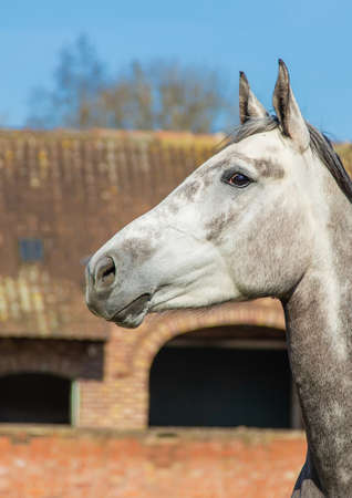 Horse farm beautiful horses on the farm. selective focus. Nature.の写真素材