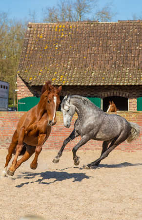 Horse farm beautiful horses on the farm. selective focus. Nature.の写真素材