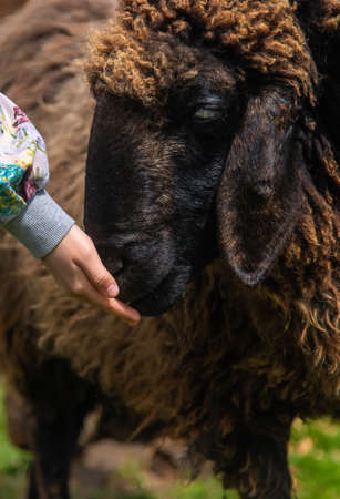 The child feeds the sheep. selective focus. animal.の写真素材