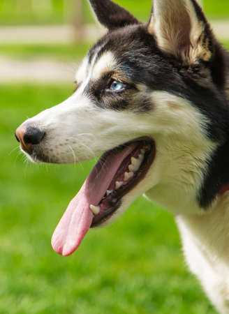 Husky dog portrait beautiful photo. selective focus. Animal.の写真素材