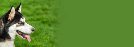 Husky dog portrait beautiful photo. selective focus. Animal.の写真素材