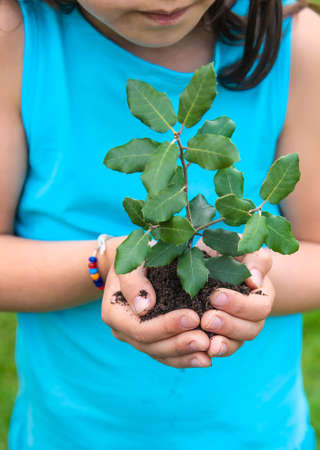 The child holds the plant and soil in his hands. selective focus. kid.
