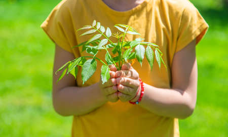 The child is holding a tree in his hands. selective focus. Nature.の写真素材