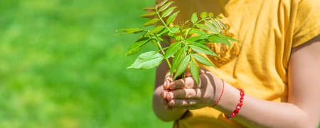 The child is holding a tree in his hands. selective focus. Nature.