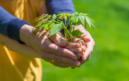 Child and father holding a tree in their hands. selective focus. Nature.