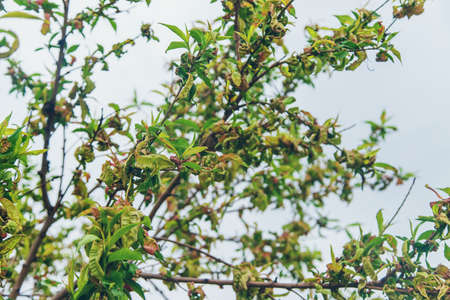 Diseases of peach tree twirled leaves. selective focus. Nature.