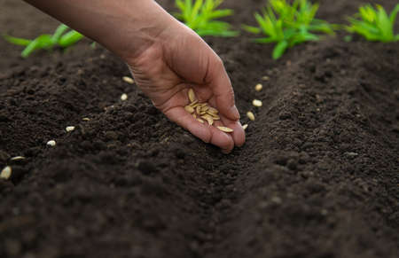 Sow the seeds in the garden into the soil. selective focus. people.の写真素材