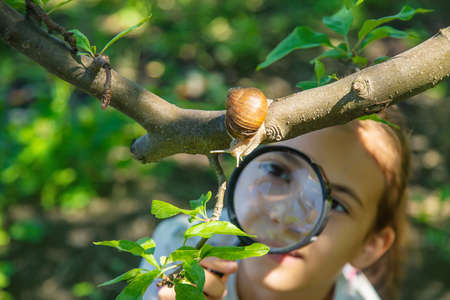 The child examines the snails on the tree. Selective focus.