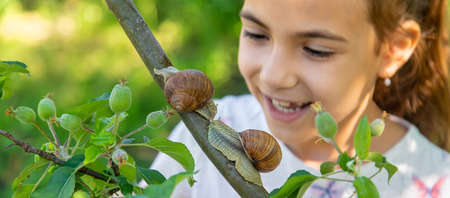 The child examines the snails on the tree. Selective focus.の写真素材