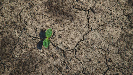 A sprout grows in dry soil. Selective focus.の写真素材