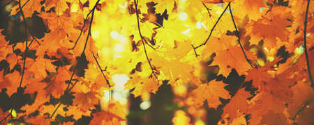 Autumn leaves on a tree. Selective focus.