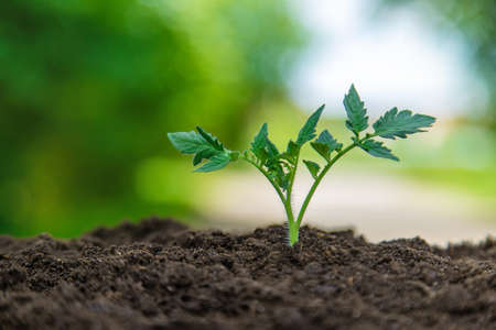 The plant grows in soil. Selective focus.の写真素材