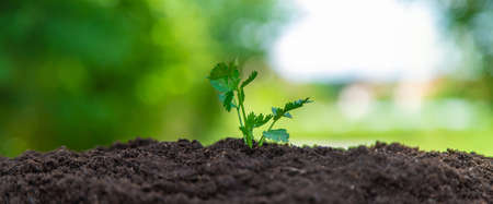 The plant grows in soil. Selective focus.の写真素材