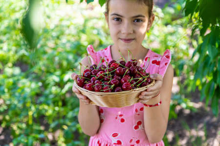 A child harvests cherries in the garden. Selective focus.