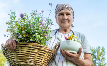 old woman collects medicinal herbs. Selective focus.の写真素材