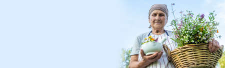 old woman collects medicinal herbs. Selective focus.の写真素材