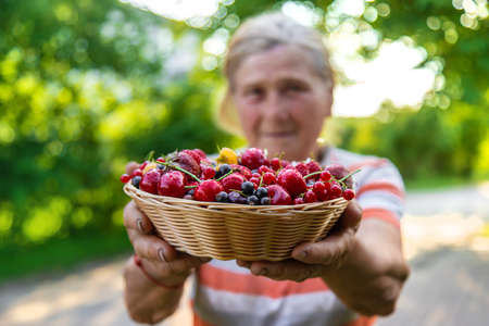 Grandmother holds a harvest of berries in her hands. selective focus. food.の写真素材