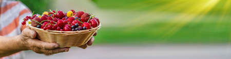 Grandmother holds a harvest of berries in her hands. selective focus. food.