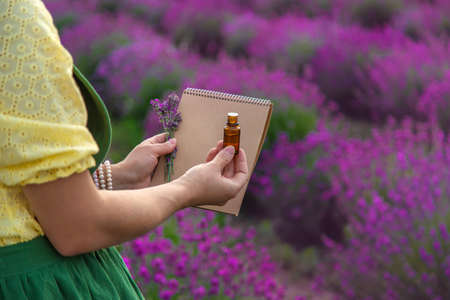 A woman collects lavender flowers for essential oil. selective focus. Nature.の写真素材