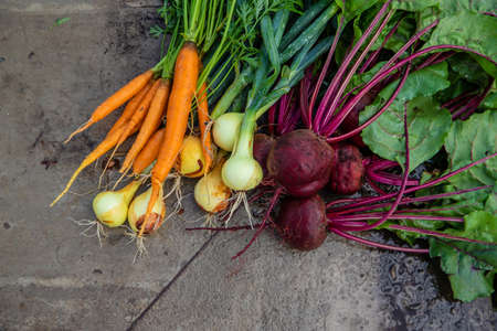 Harvest harvested in the garden. selective focus. Nature.