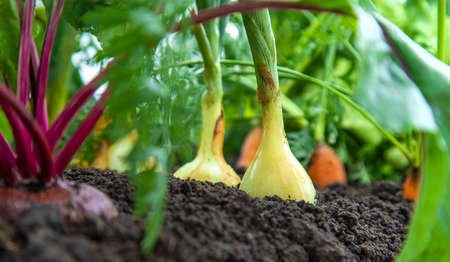 Vegetables grow in the garden. selective focus. food.