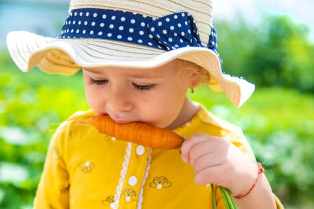 A child in the garden holds a crop of carrots in his hands. selective focus. kid.の写真素材