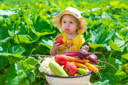 Child in the vegetable garden. selective focus. kid.の写真素材