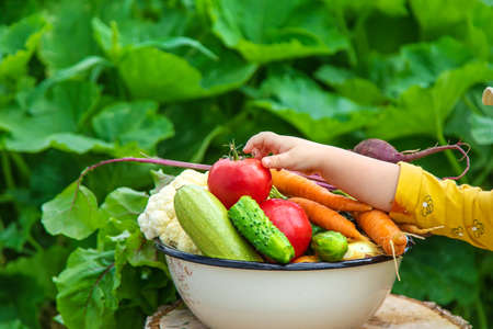 Child in the vegetable garden. selective focus. kid.の写真素材