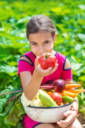 Child in the vegetable garden. selective focus. kid.の写真素材