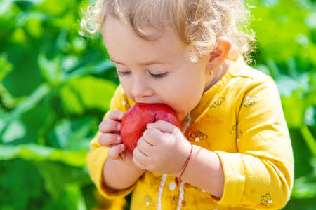 Child in the vegetable garden. selective focus. kid.の写真素材