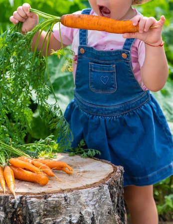 A child in the garden holds a crop of carrots in his hands. selective focus. kid.の写真素材