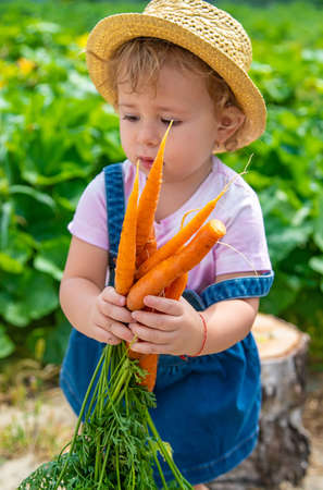 A child in the garden holds a crop of carrots in his hands. selective focus. kid.の写真素材