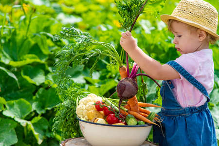 A child with a harvest of vegetables in the garden. selective focus. food.の写真素材