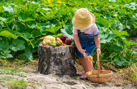 A child with a harvest of vegetables in the garden. selective focus. food.の写真素材