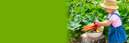 A child with a harvest of vegetables in the garden. selective focus. food.の写真素材